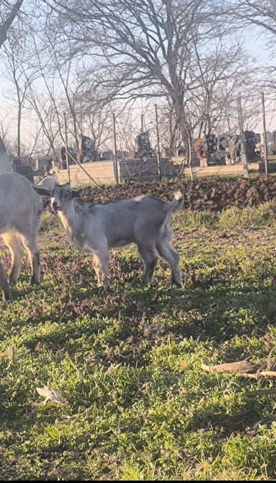 Schimb Tapuc pentru tinut