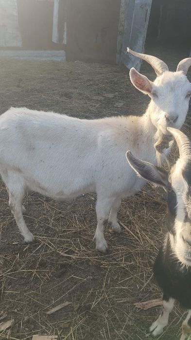 Продам дойных коз