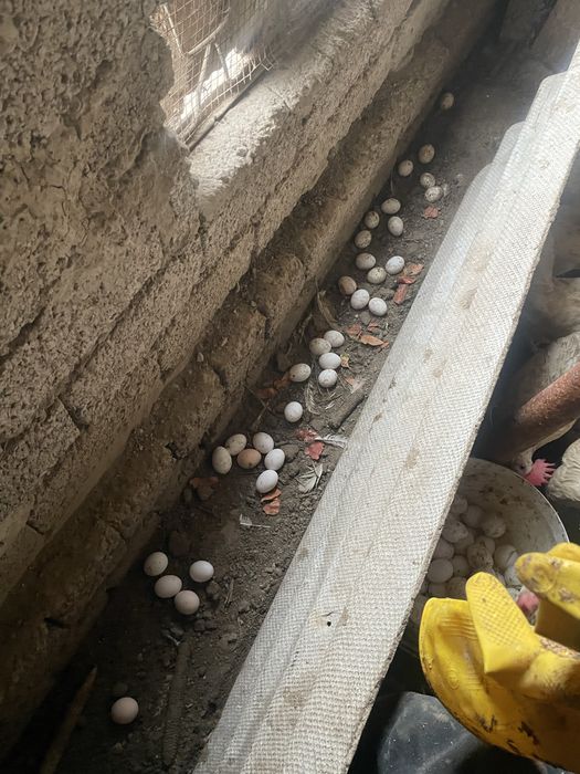 домашний Тухум оптом