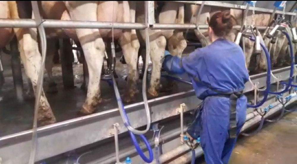 Сметана домашняя оптом қаймақ 70%