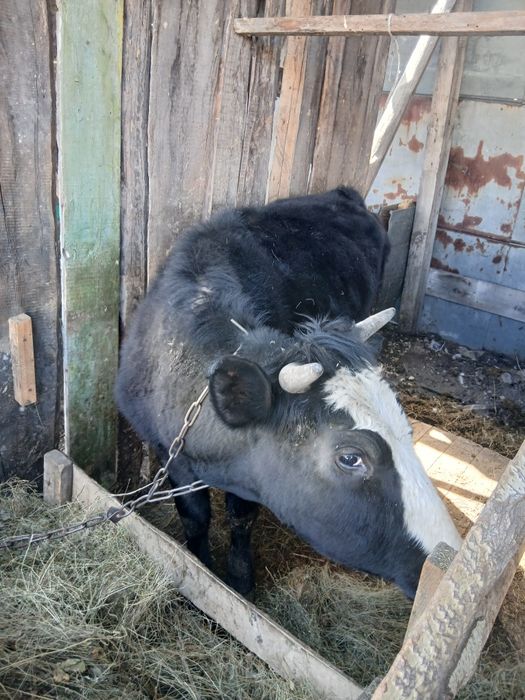 Продаётся первотёлка