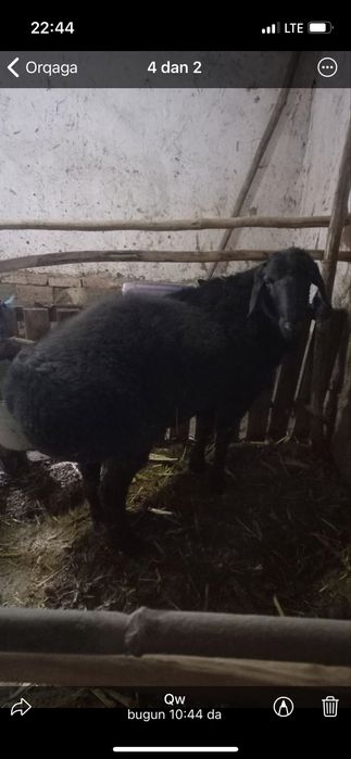 Quy Qurbonlikka faqat naxtga berildi