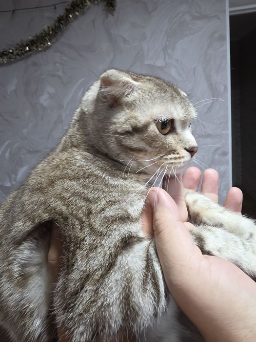 Продам кошечку 7 месячную