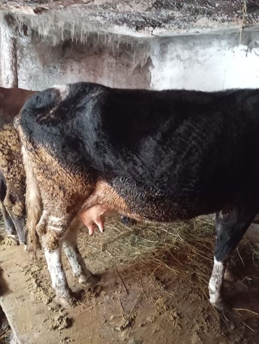 Продам коров породистых