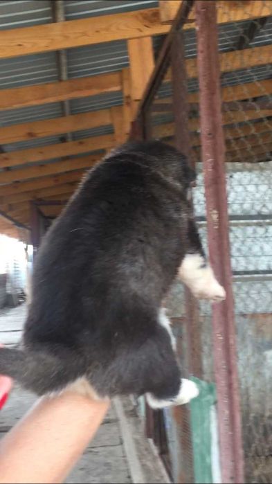 Мальчик хаски очень красивый