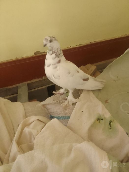 Kabutar sotiladi yana kelishamiz