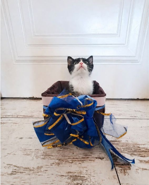Котёнок мальчик в добрые руки