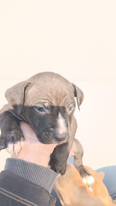 Чистокровные щенки Питбуля (АПБТ)