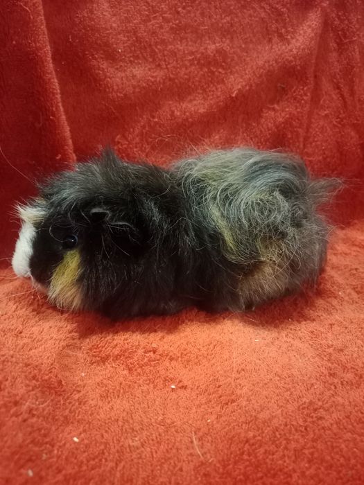 Продаются морские свинки