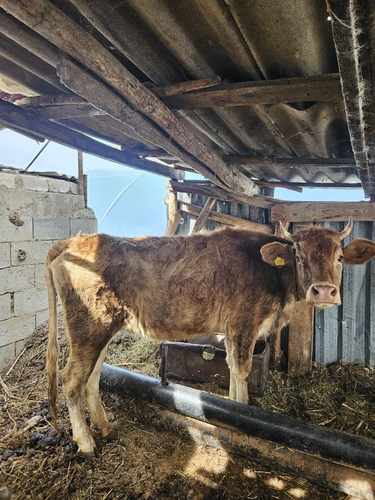 Продам телку                      ..