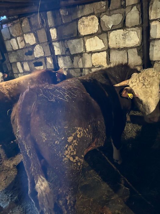 Продаю бычков откорм еще есть кошкары