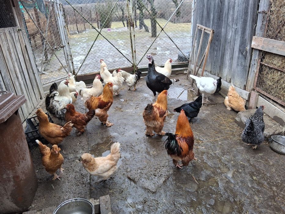 Vand gaini si cocosi de tara 120 lei bucata