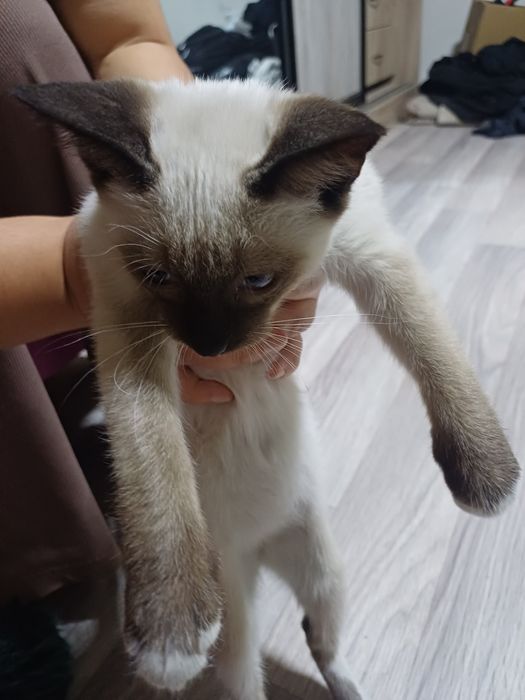 Отдам сиамского котёнка девочка