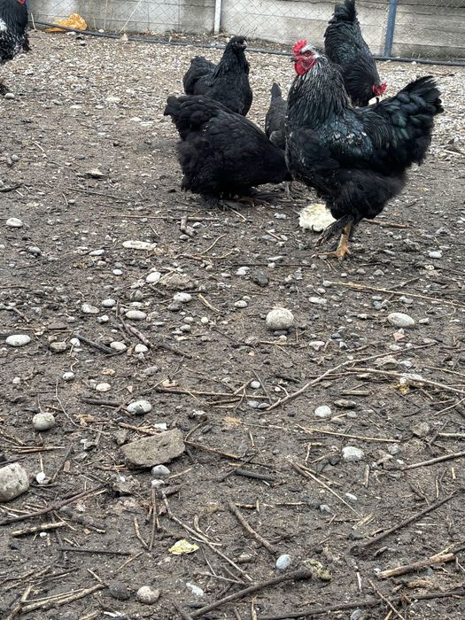 Продам брама черный