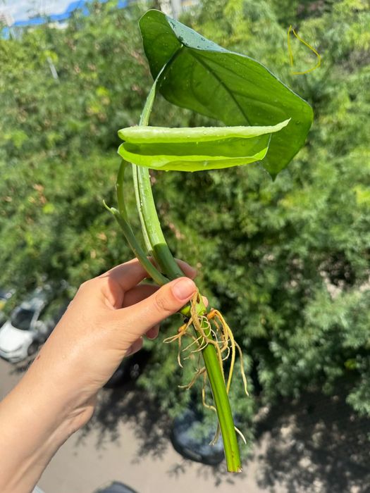 Syngonium chiapense, cuttinguri bine înrădăcinate cu alb pe tulpina