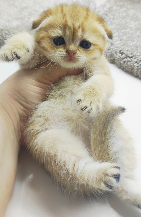 висЛоуХие  ШотЛанДскиЕ КотЯтА