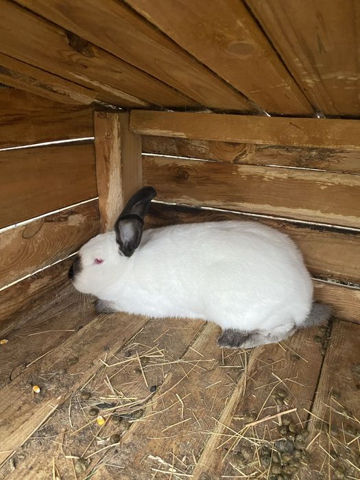 Vând iepuri californieni