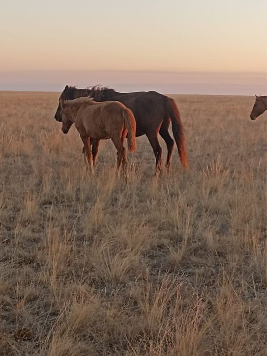Кобылы с женебятами