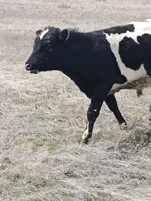 Продам бычка на племя