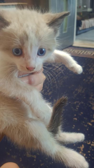 Отдам котят мальчик и девочка