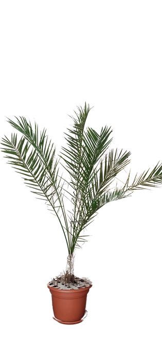 Продам высокую пальму