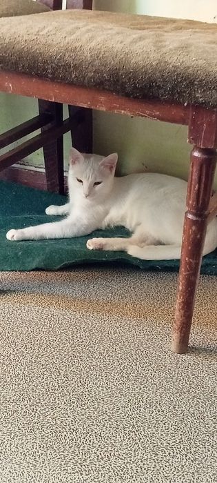 Продам взрослую красивую кошку. Смесь кхао-мани с британцом.