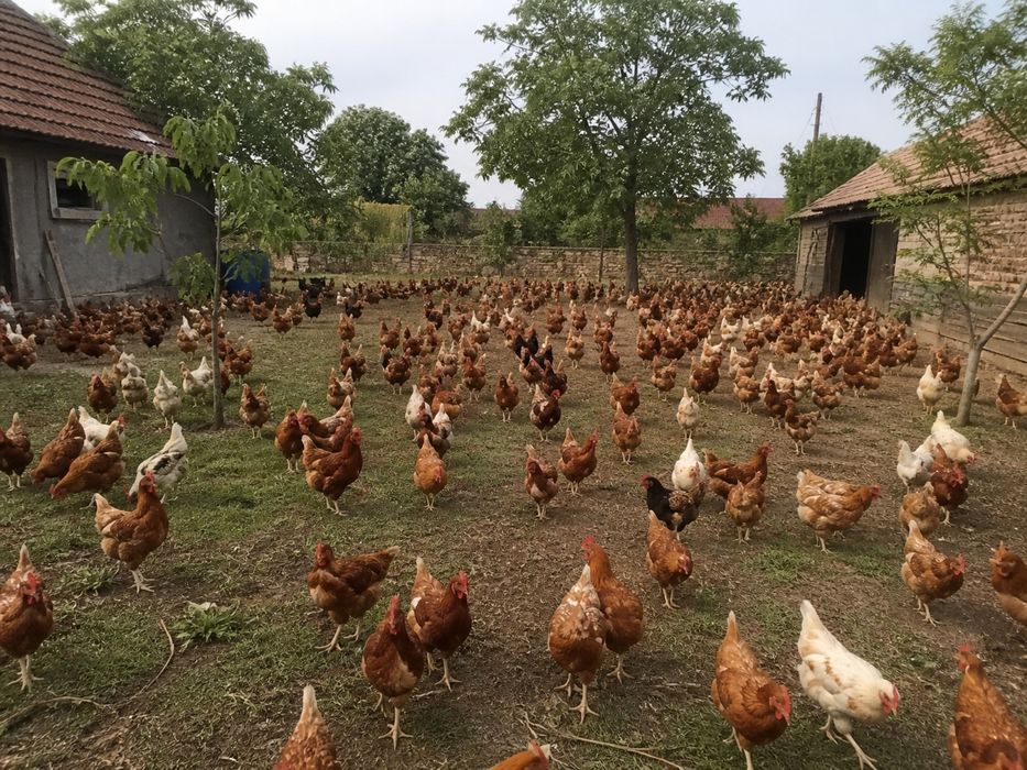 Ouă de gaină de casă