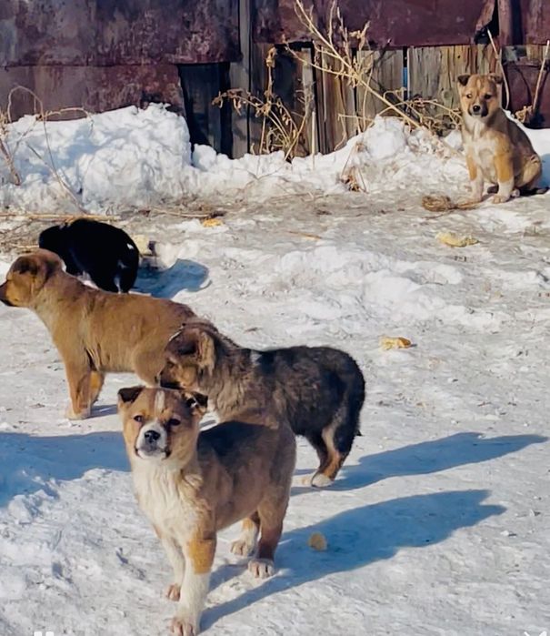Щенки 3 мес. В добрые руки!