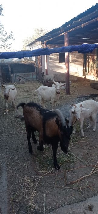 Общии барлығы сатылады