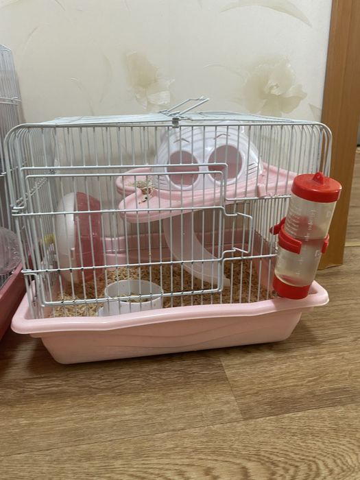 Продам сирийских хомяков