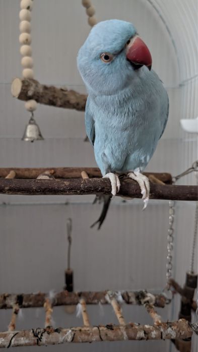 Vând papagal Micul Alexandru