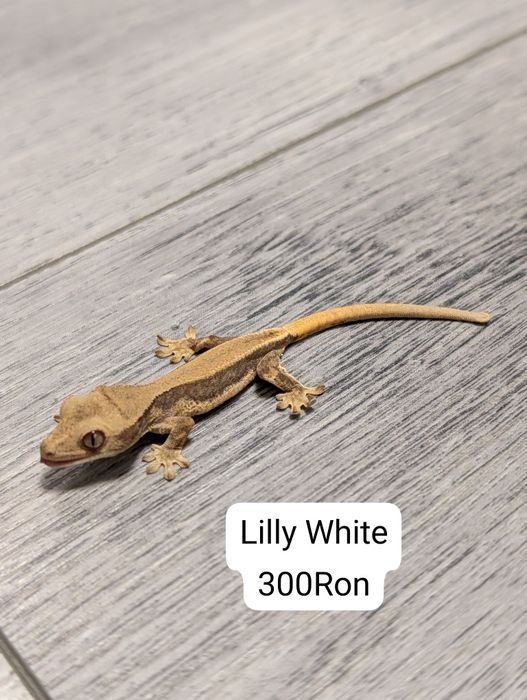 Gecko Crested Soparla