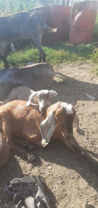 Tapi anglo nubieni de monta