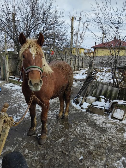 Vând cîlan semi greu