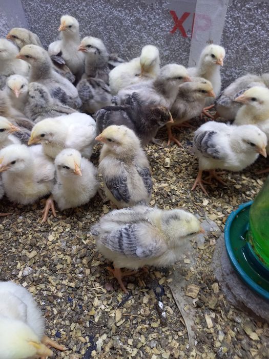 Цеплята Мастер грей