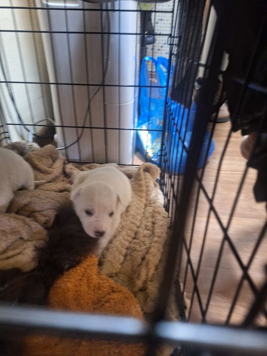 Отдам Щенят в Добрые Руки!