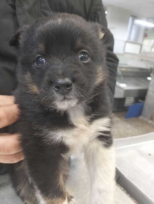 Мальчик - красавчик в добрые, надёжные руки