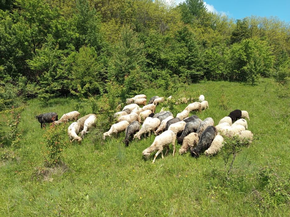 Vând 48 de oi carabașa-țârcana