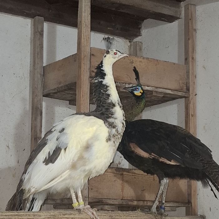 Paunite adulte, exemplare deosebite.