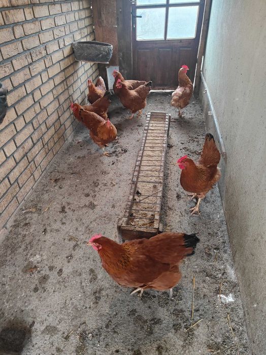 De vânzare gai   de casă și din rasa New hampshire