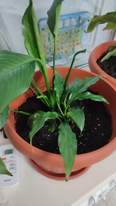 Комнатные растения !!!