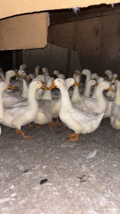 Продам утак 4,5 месятц