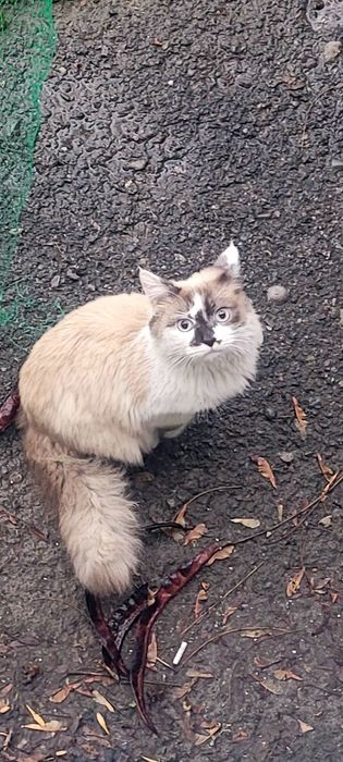 Кошки  и  коты..