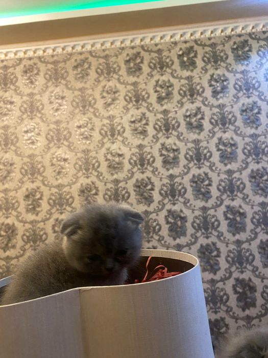 Zotdor mushuk bolalari zoti toza