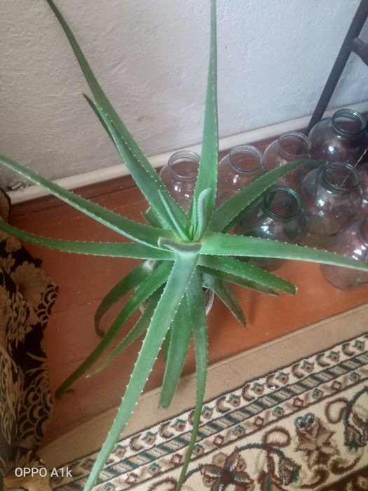 Алоэ вера сатамын