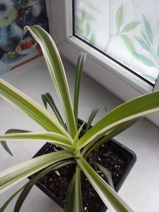 Хлорофитум  хохлатый