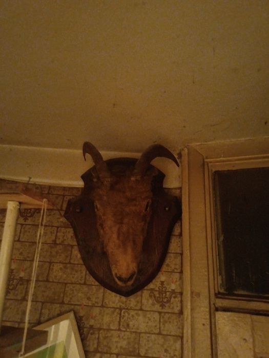 Продам чучело козла