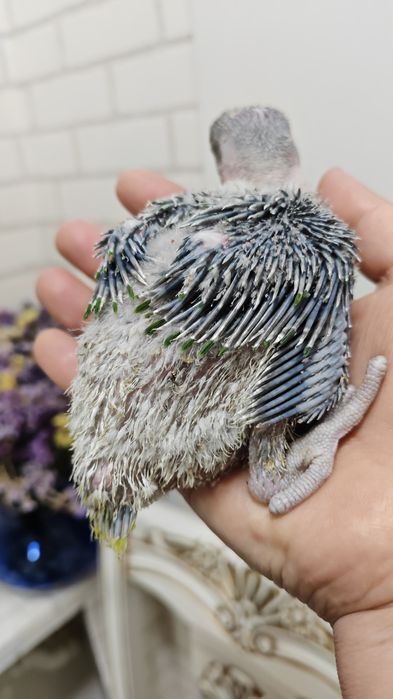 Продаётся птенец Александрийского прауная.