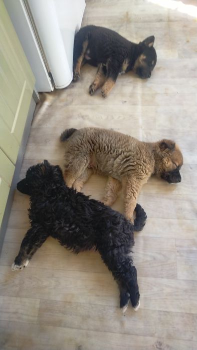 Отдам щенят в добрые руки