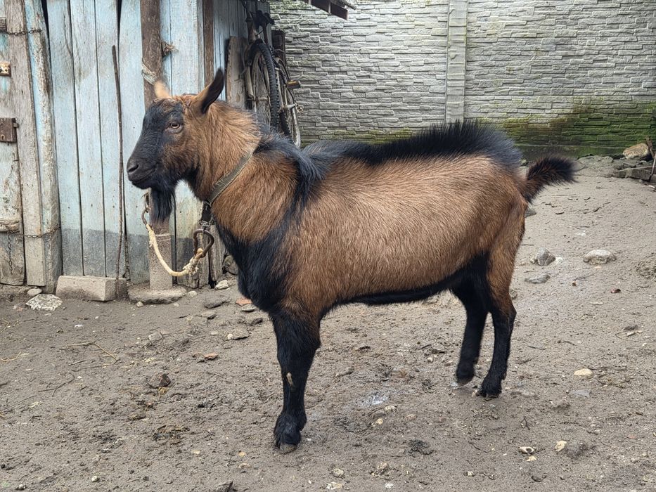 Vând Țap Alpin Francez